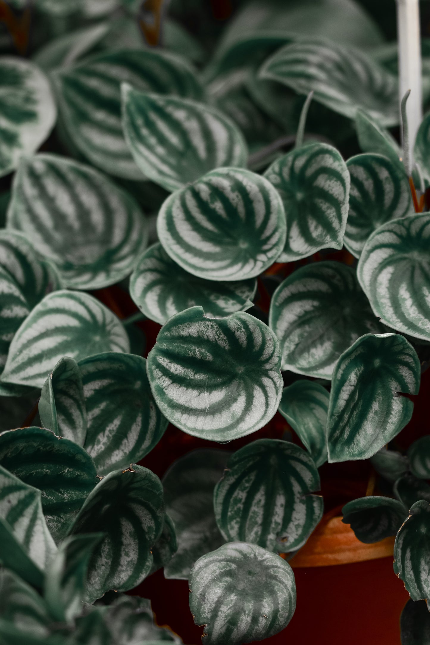 Watermelon Peperomia