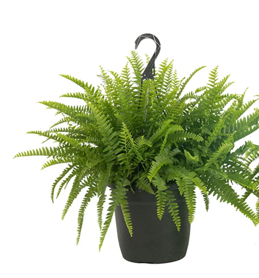 Boston Fern