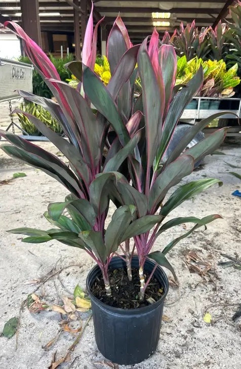 Cordyline Maria