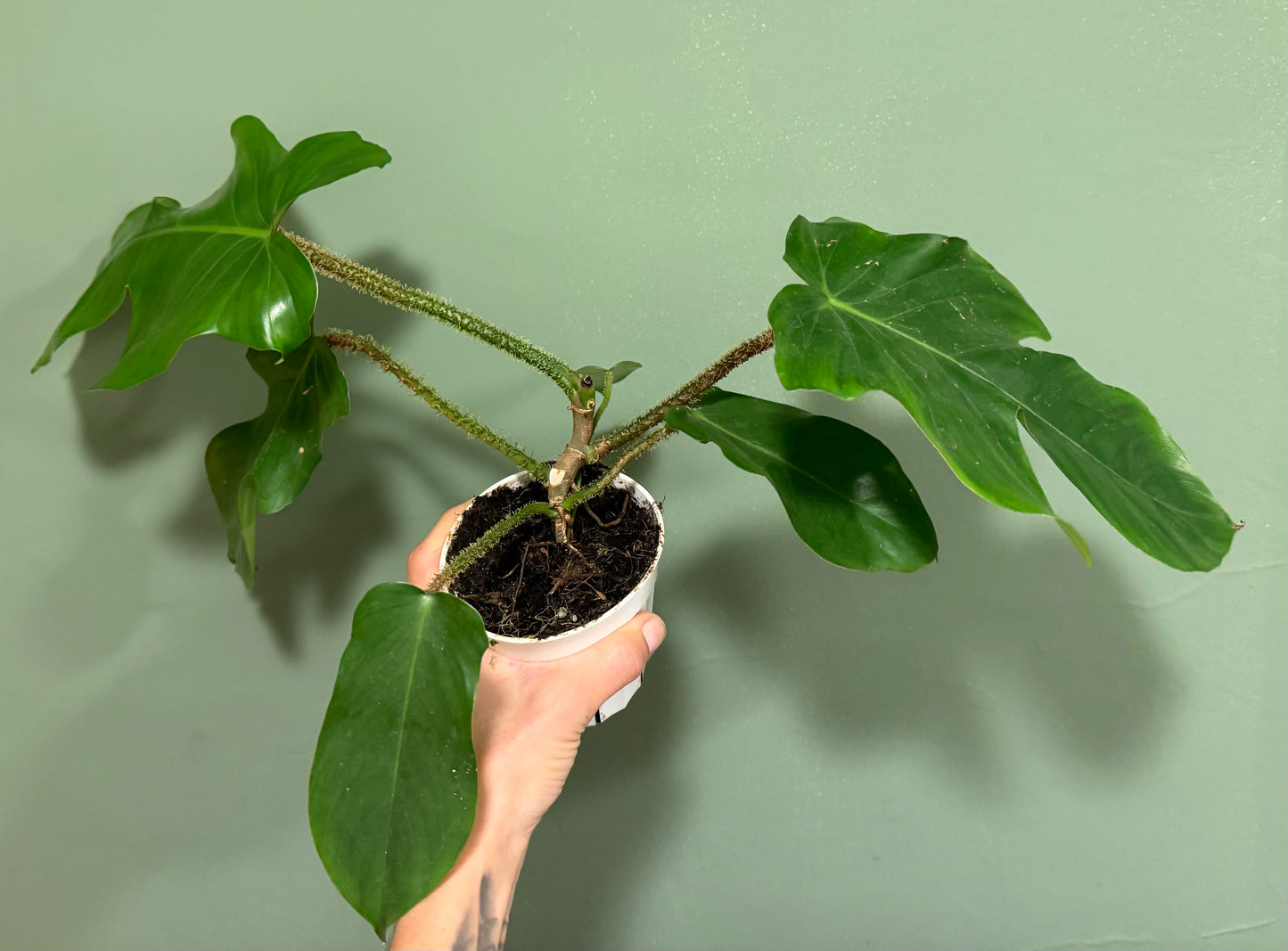 Philodendron Squamiferum