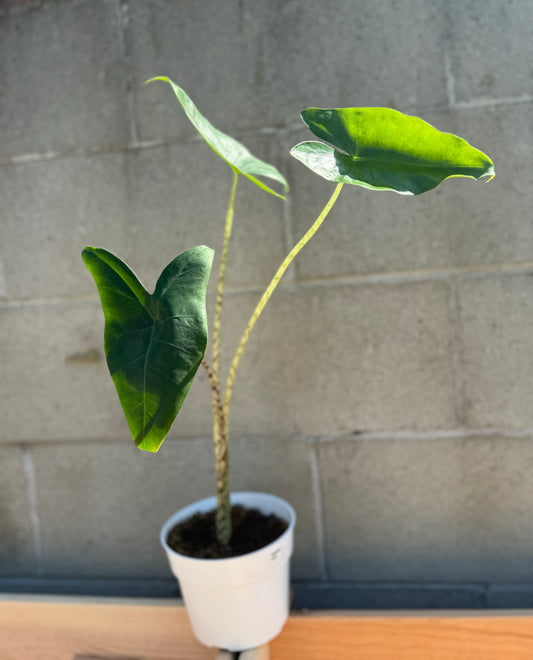 Alocasia Zebrina