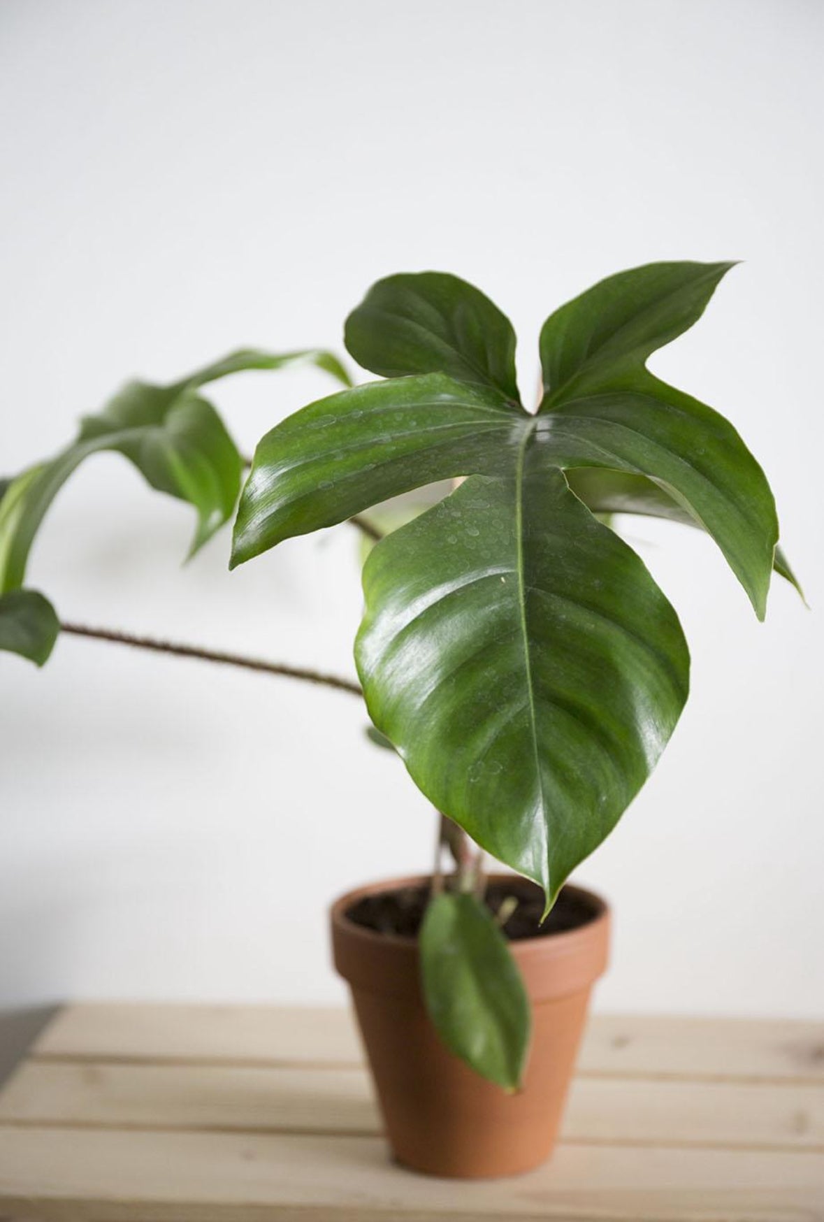 Philodendron Squamiferum