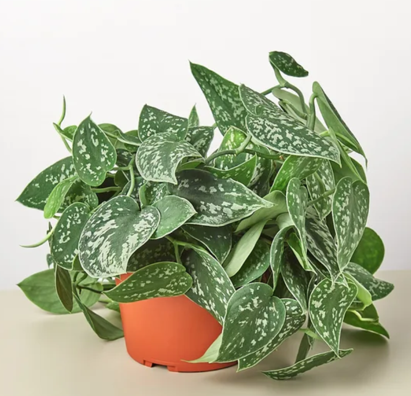 Satin Pothos