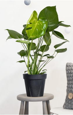 Monstera Deliciosa