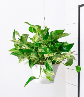 Marble Queen Pothos