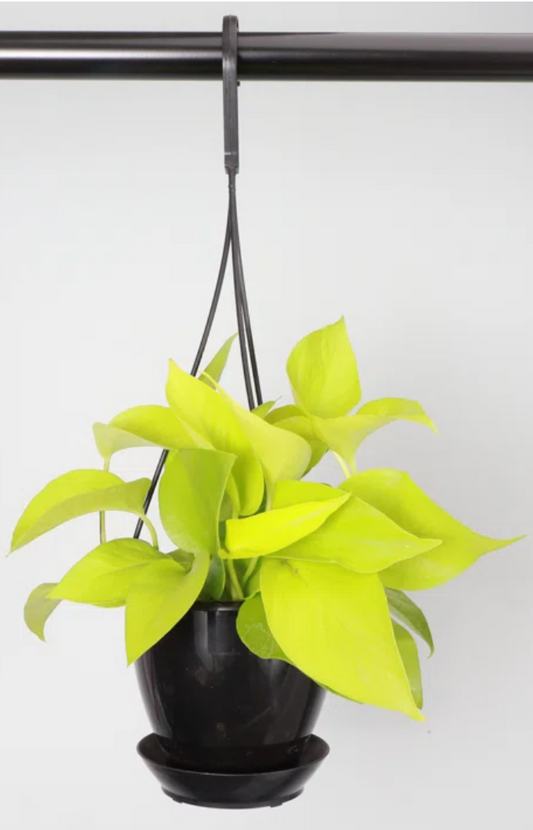 Pothos Neon